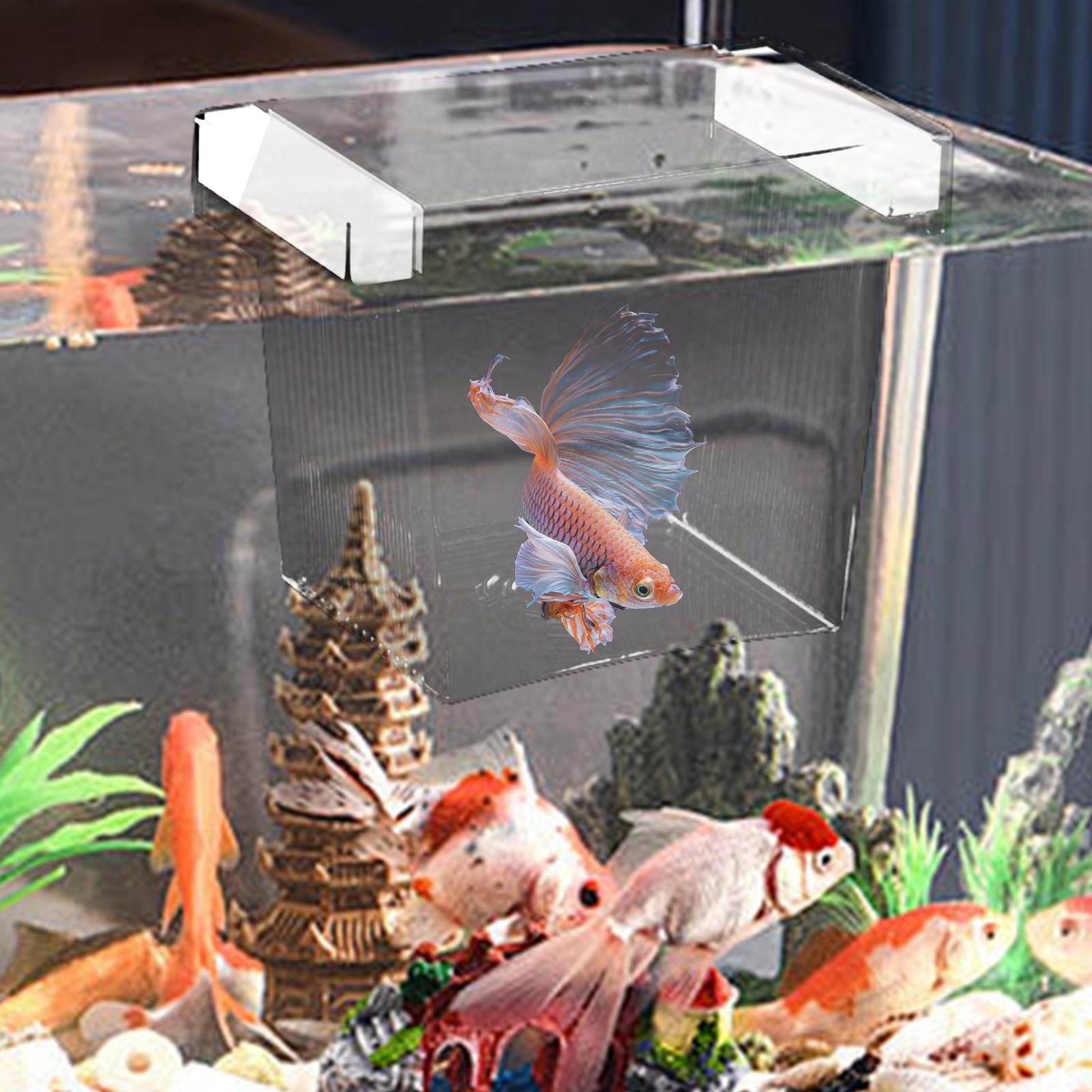 กล่องเพาะพันธุ์ปลาแบบลอยน้ำ กล - Betta Fish Tank บทวิจารณ์และราคา
