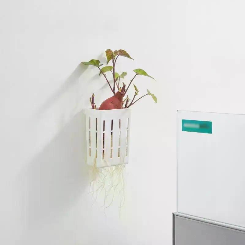 ตะกร้าปลูกพืชแบบไฮโดรโพนิก 1 ช - Aquarium Plants บทวิจารณ์และราคา