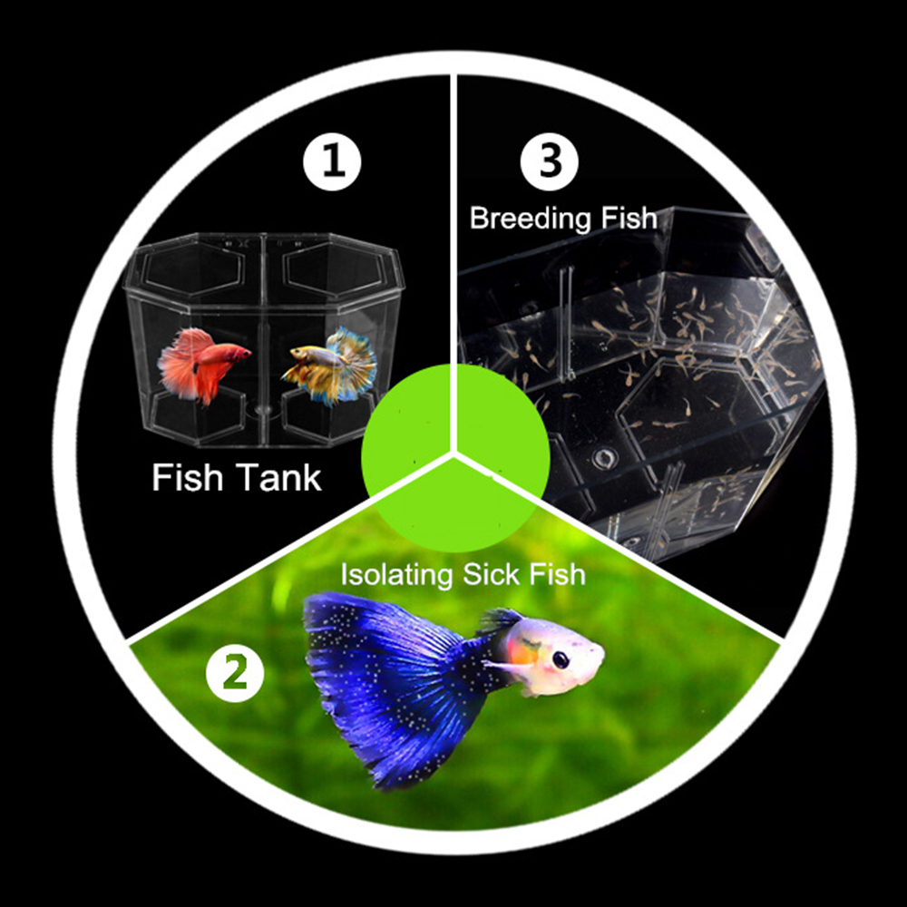 อะคริลิคสองแยก Guppy Fish Tank - Betta Fish Tank บทวิจารณ์และราคา