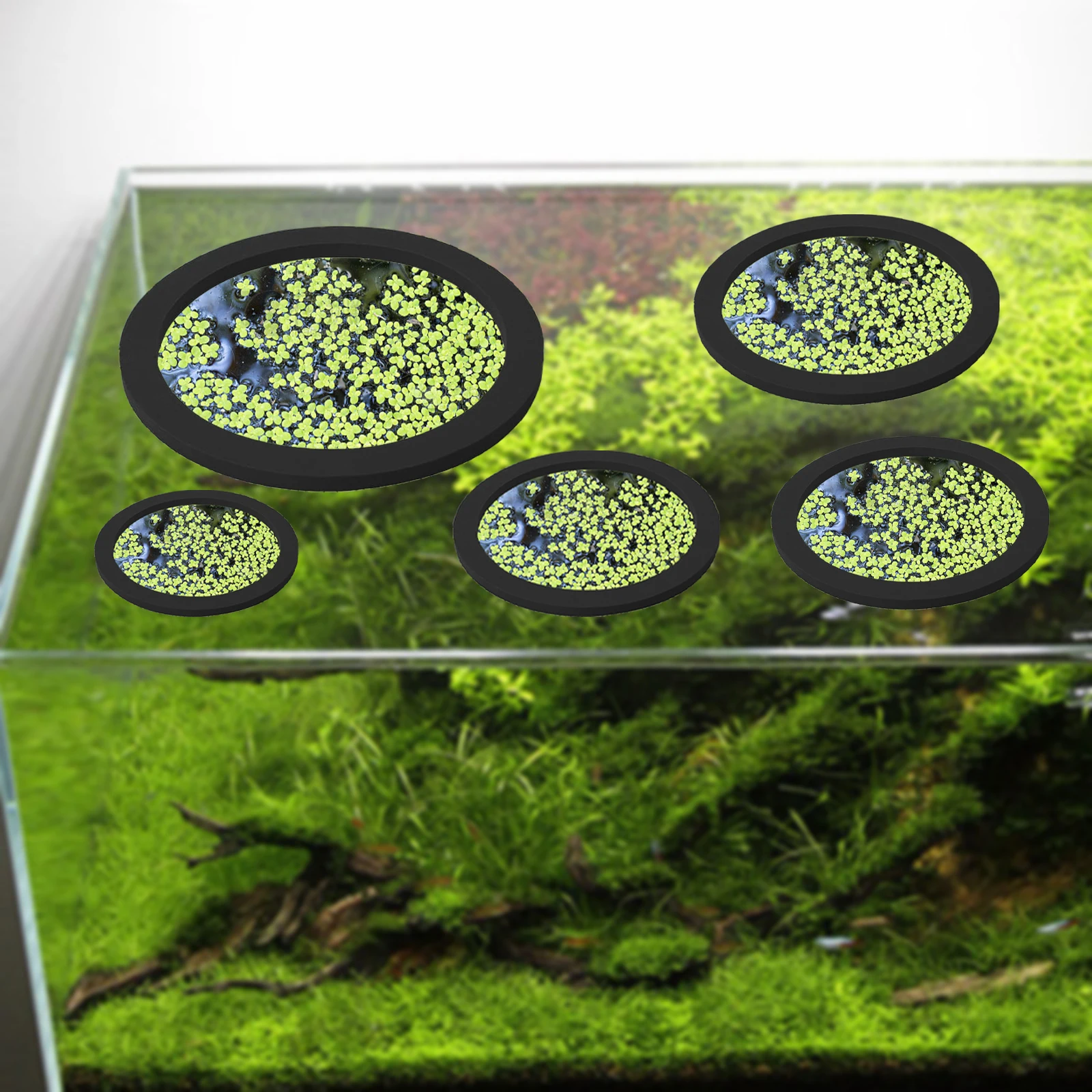 5 ชิ้น EVA ปลา Feeding แหวน Aq - Fish Aquarium Home บทวิจารณ์และราคา