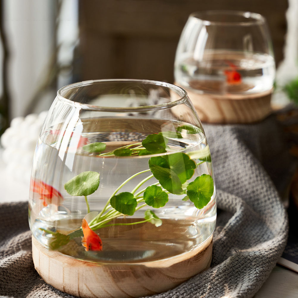 ชุดตู้แก้วใสสำหรับปลูกพืชไฮโดร - Aquarium Fish Betta บทวิจารณ์และราคา